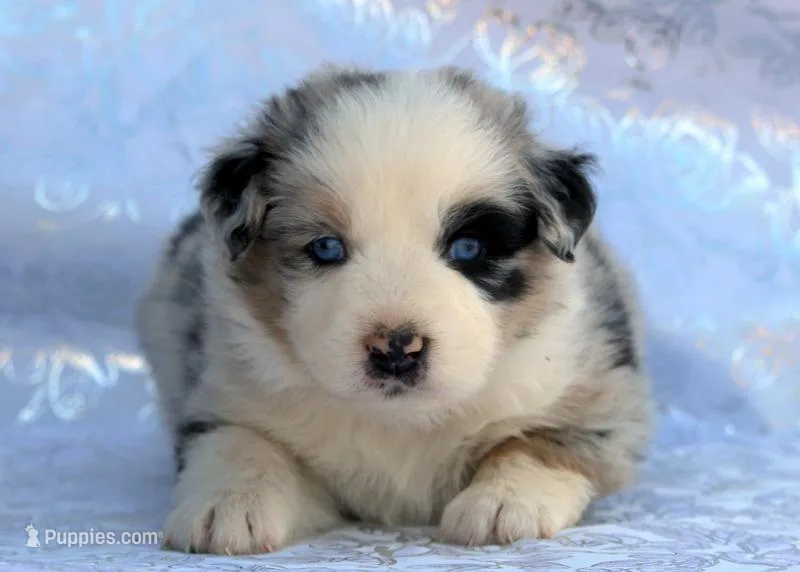 Crystal – Miniature Australian Shepherd puppy for sale in Tucson, AZ