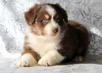 Rocky, a male Miniature Australian Shepherd for sale in Tucson, AZ – Photo 2 of 3