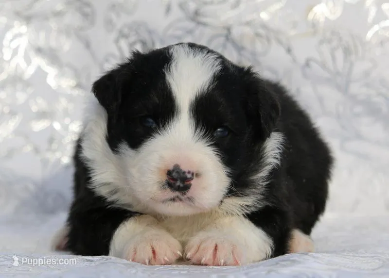 Sniper – Miniature Australian Shepherd puppy for sale in Tucson, AZ