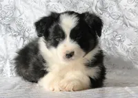 Sniper, a male Miniature Australian Shepherd for sale in Tucson, AZ – 2 of 3