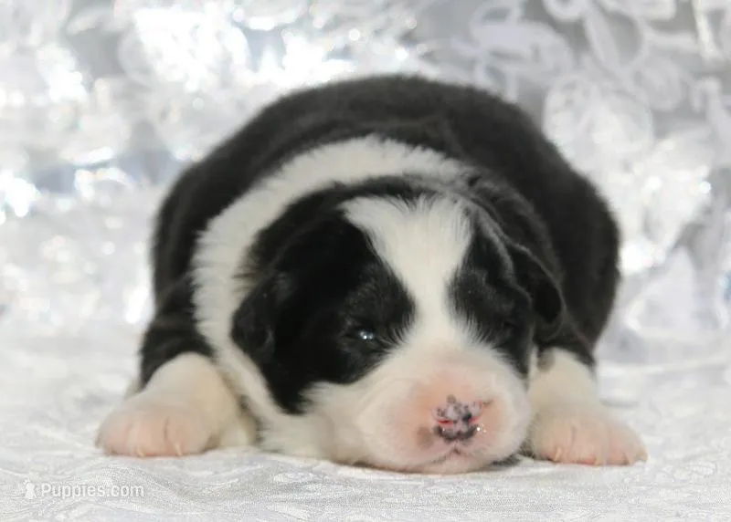 Sniper – Miniature Australian Shepherd puppy for sale in Tucson, AZ