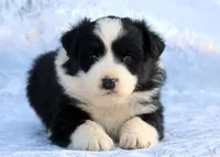 Sniper, a male Miniature Australian Shepherd for sale in Tucson, AZ – 3 of 3