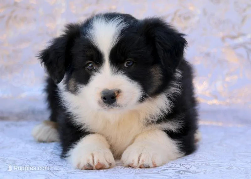 Sniper – Miniature Australian Shepherd puppy for sale in Tucson, AZ