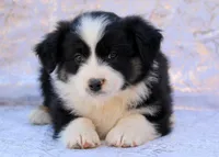 Sniper, a male Miniature Australian Shepherd for sale in Tucson, AZ – 1 of 3