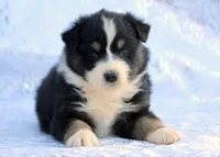 Canyon, a male Miniature Australian Shepherd for sale in Tucson, AZ – Photo 3 of 3
