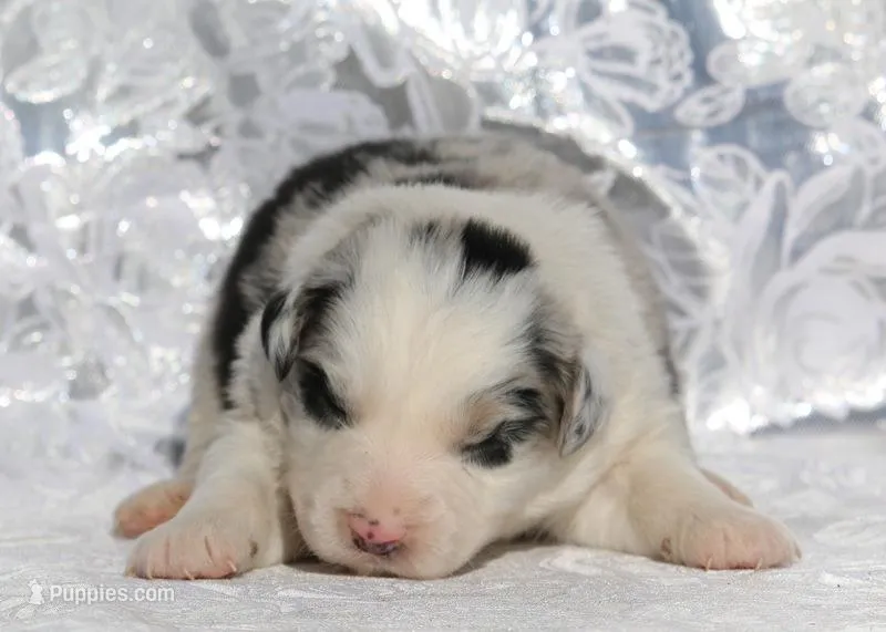Annie – Miniature Australian Shepherd puppy for sale in Tucson, AZ