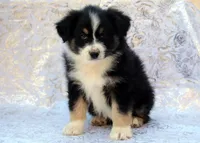 Canyon, a male Miniature Australian Shepherd for sale in Tucson, AZ – Photo 1 of 3