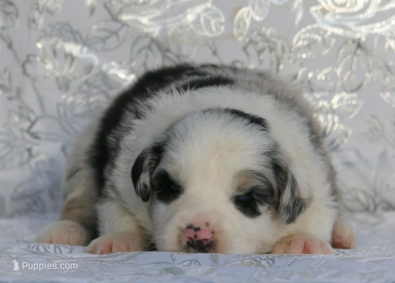 Annie – Miniature Australian Shepherd puppy for sale in Tucson, AZ