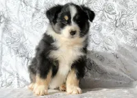 Canyon, a male Miniature Australian Shepherd for sale in Tucson, AZ – Photo 2 of 3