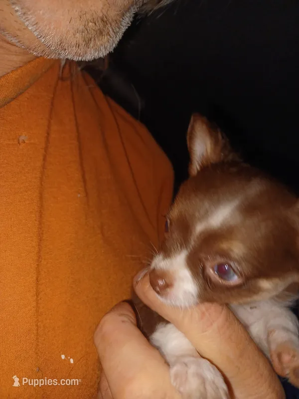 Tiny – Chihuahua puppy for sale in Chesapeake City, VA
