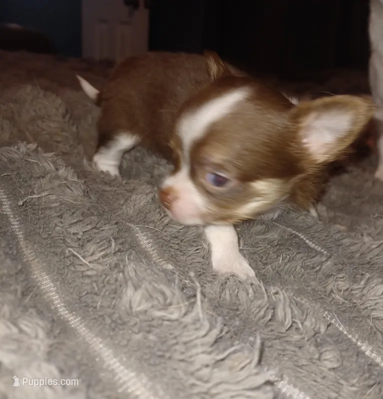 Tiny – Chihuahua puppy for sale in Chesapeake City, VA