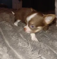 Tiny, a male Chihuahua for sale in Chesapeake City, VA – Photo 1 of 4