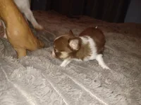 Tiny, a male Chihuahua for sale in Chesapeake City, VA – Photo 2 of 4