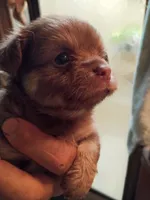 Chewy, a male Chihuahua for sale in Orlando, FL – 6 of 6