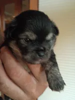 Coal, a male Chihuahua for sale in Orlando, FL – 2 of 6