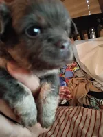 Akc girl Dotty, a female Chihuahua for sale in Orlando, FL – 4 of 4
