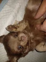Chewy akc, a male Chihuahua for sale in Lakeland Highlands, FL – 7 of 9