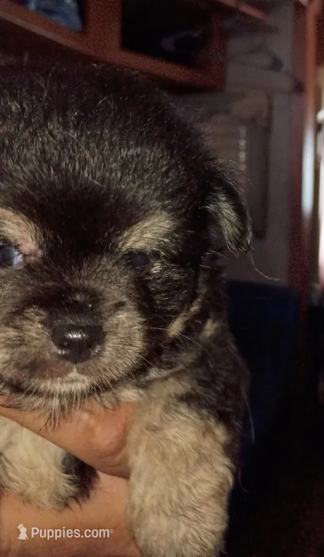 Coal – Chihuahua puppy for sale in Lakeland Highlands, FL