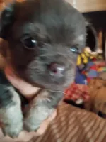 Akc girl Dotty, a female Chihuahua for sale in Orlando, FL – 3 of 4