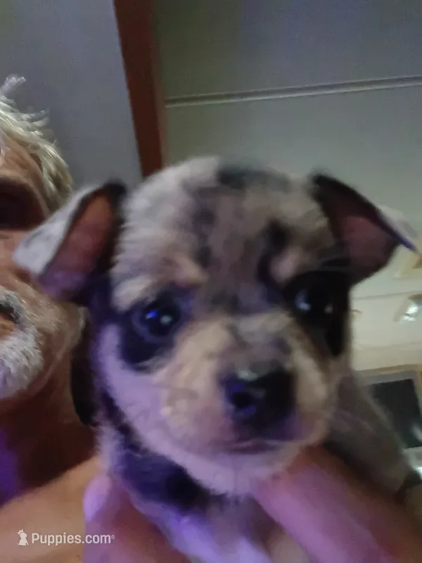 Blue – Chihuahua puppy for sale in Lakeland Highlands, FL