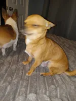 P nut, a male Chihuahua for sale in Chesapeake City, VA – Photo 2 of 2