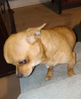 P nut, a male Chihuahua for sale in Chesapeake City, VA – Photo 1 of 2