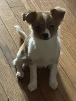 Angell CKC, a female Chihuahua for sale in Chesapeake City, VA – Photo 1 of 5