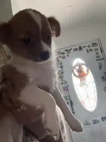 Angell CKC, a female Chihuahua for sale in Chesapeake City, VA – Photo 4 of 5