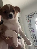 Angell CKC, a female Chihuahua for sale in Chesapeake City, VA – Photo 5 of 5