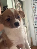 Angell CKC, a female Chihuahua for sale in Chesapeake City, VA – Photo 2 of 5