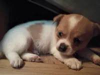 Spot, a male Chihuahua for sale in Chesapeake, VA – 3 of 6