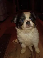Snoopy AKC , a male Chihuahua for sale in Lakeland Highlands, FL – 4 of 8