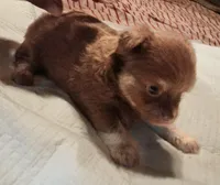 Chewy, a male Chihuahua for sale in Orlando, FL – 3 of 6