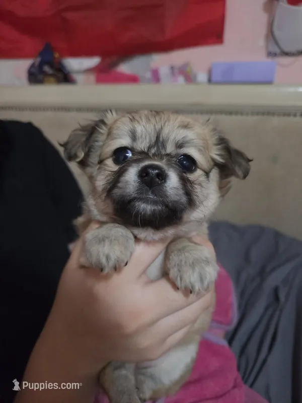 Princess  – Chihuahua puppy for sale in Lakeland Highlands, FL