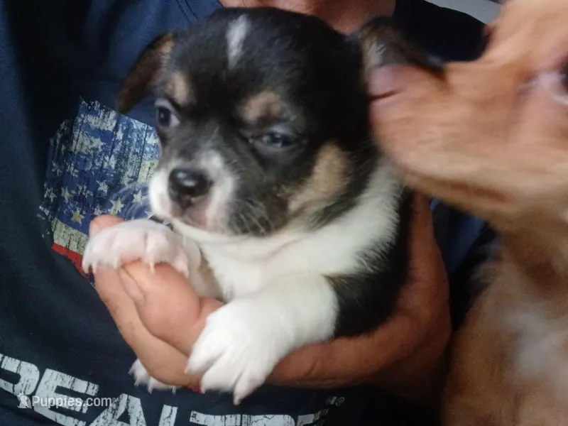 Bandit' akc reserved, a male Chihuahua for sale in Chesapeake City, VA – Photo 1 of 6