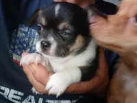 Bandit' akc reserved, a male Chihuahua for sale in Chesapeake City, VA – Photo 1 of 6