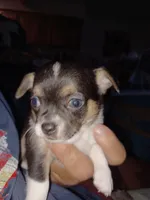 Bandit' akc reserved, a male Chihuahua for sale in Chesapeake City, VA – Photo 2 of 6