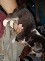 Bandit' akc reserved, a male Chihuahua for sale in Chesapeake City, VA – Photo 5 of 6