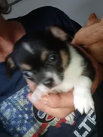 Bandit' akc reserved, a male Chihuahua for sale in Chesapeake City, VA – Photo 6 of 6