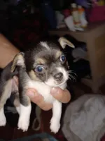 Bandit' akc reserved, a male Chihuahua for sale in Chesapeake City, VA – Photo 3 of 6