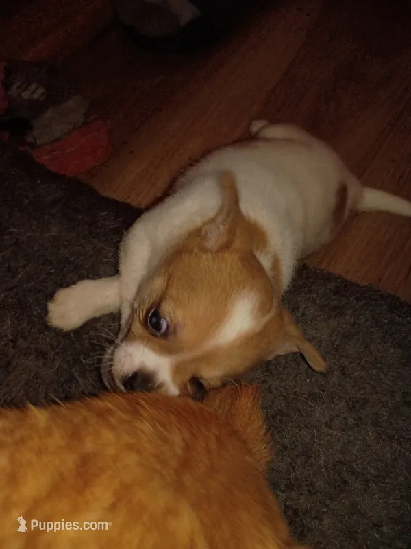Spot – Chihuahua puppy for sale in Lakeland Highlands, FL