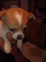 Spot, a male Chihuahua for sale in Chesapeake, VA – 6 of 6