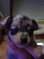 Blue, a male Chihuahua for sale in Chesapeake, VA – 6 of 8