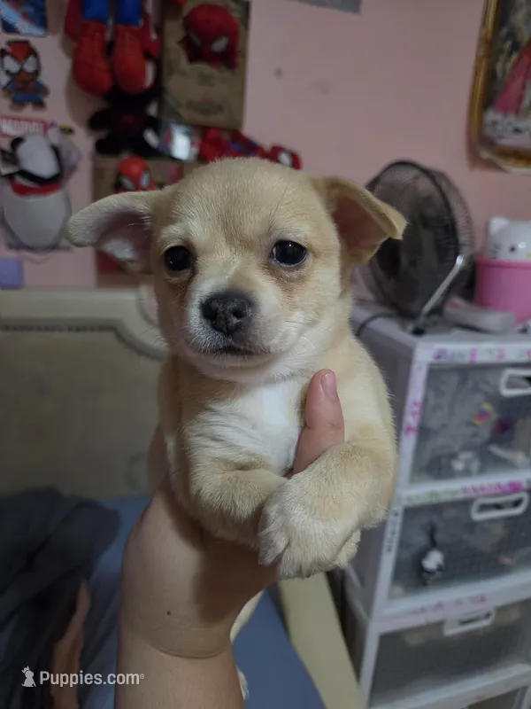 Elvis – Chihuahua puppy for sale in Lakeland Highlands, FL
