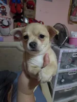 Elvis, a male Chihuahua for sale in Lakeland Highlands, FL – 1 of 3