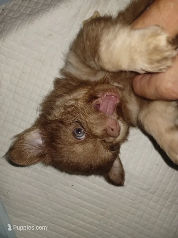 Chewy – Chihuahua puppy for sale in Lakeland Highlands, FL