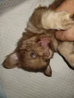 Chewy akc, a male Chihuahua for sale in Lakeland Highlands, FL – 1 of 9