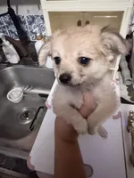 Princess, a female Chihuahua for sale in Chesapeake, VA – 1 of 5