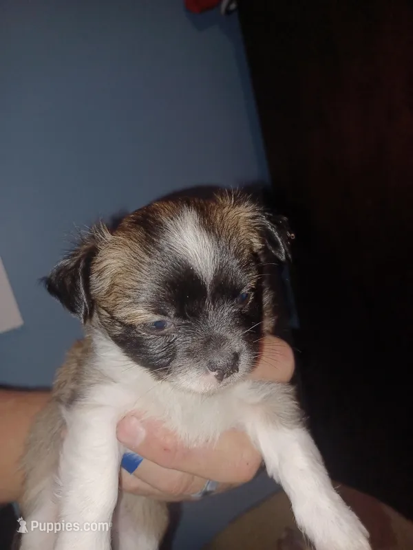 Wolfe  – Chihuahua puppy for sale in Chesapeake City, VA