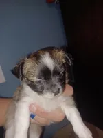 Wolfe , a male Chihuahua for sale in Chesapeake City, VA – Photo 1 of 4